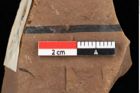 Foto (Detailansicht) von Pinus rigios Unger (NHMW-GEO-2024-0188-0279)